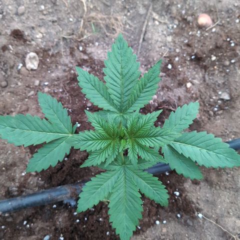 Northern Light #2 growlog timeline photo