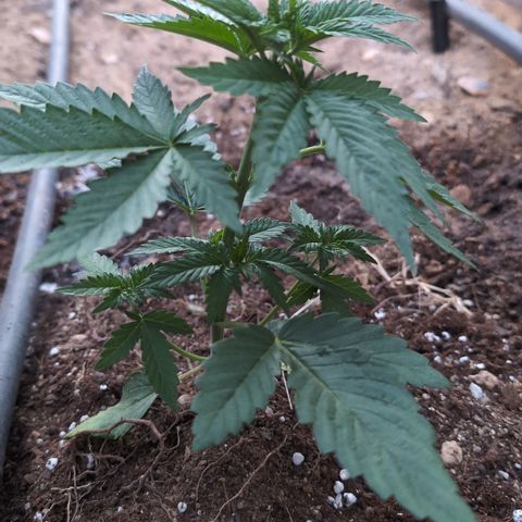 O.G. Kush #1 growlog timeline photo