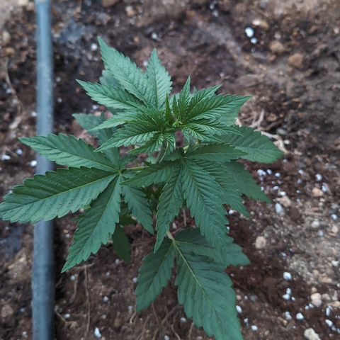 O.G. Kush #1 growlog timeline photo