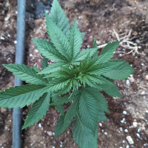 O.G. Kush #1 growlog timeline photo