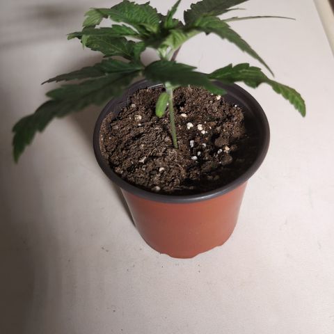 Special Queen growlog timeline photo