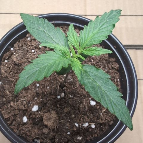 Sweet Skunk Automatic growlog timeline photo