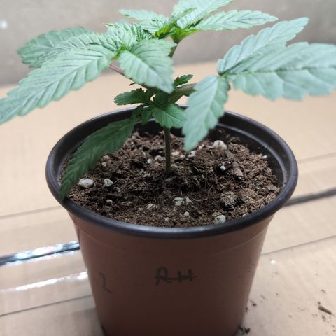 Northern Light #1 growlog timeline photo
