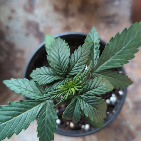 Sweet Skunk Automatic growlog timeline photo