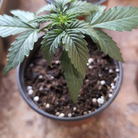 Sweet Skunk Automatic growlog timeline photo