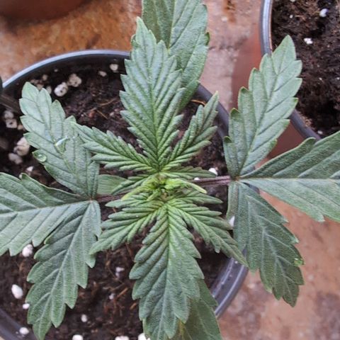 Diesel Automatic growlog timeline photo