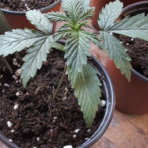 Diesel Automatic growlog timeline photo