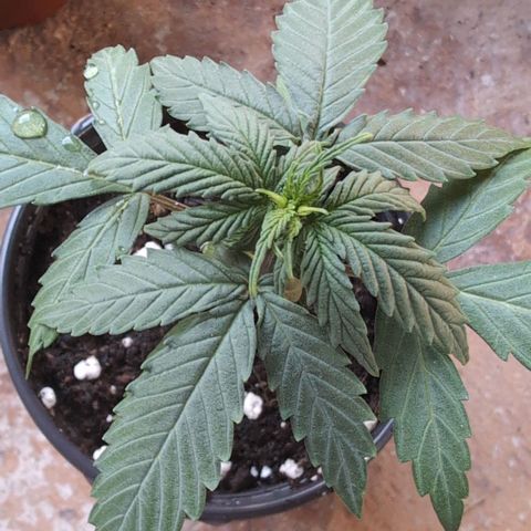 Orion #1 growlog timeline photo