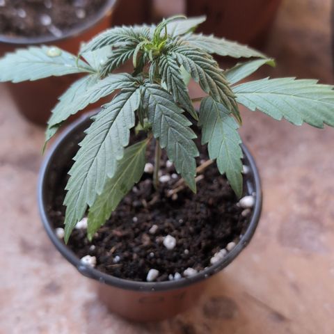 Orion #1 growlog timeline photo