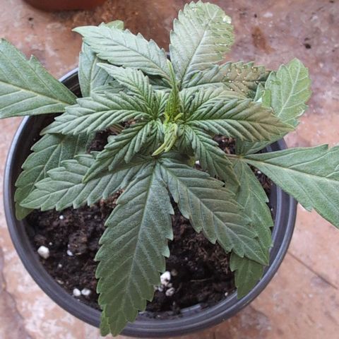 Orion #2 growlog timeline photo