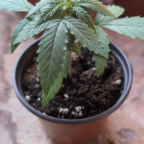 Orion #2 growlog timeline photo