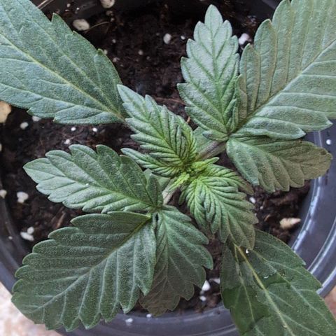 Stress Killer Automatic #2 growlog timeline photo