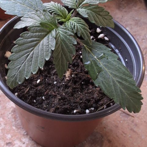 Stress Killer Automatic #2 growlog timeline photo
