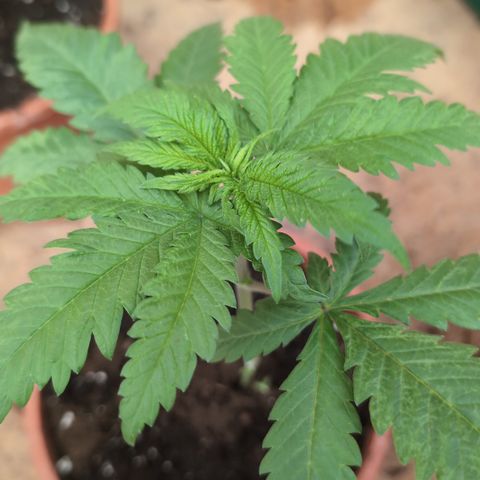 Special Queen growlog timeline photo