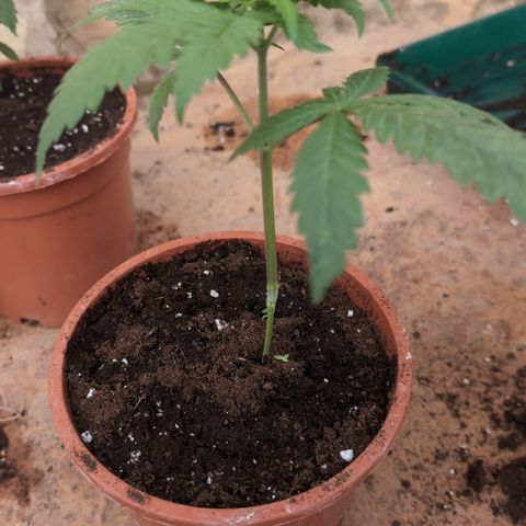 Special Queen growlog timeline photo