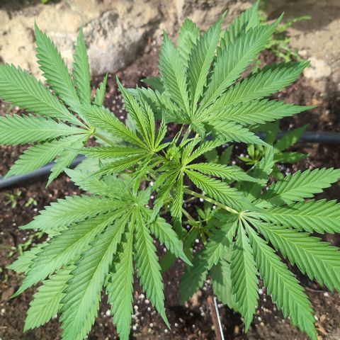 O.G. Kush #1 growlog timeline photo