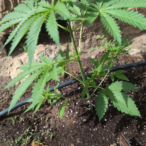 O.G. Kush #1 growlog timeline photo