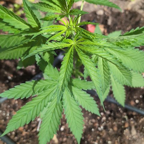 Medical Mass #2 growlog timeline photo