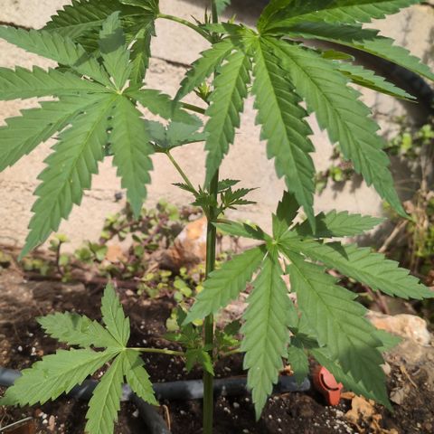 Medical Mass #2 growlog timeline photo