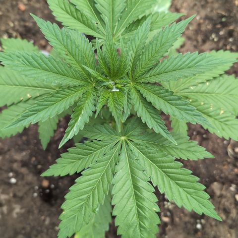 Northern Light #2 growlog timeline photo
