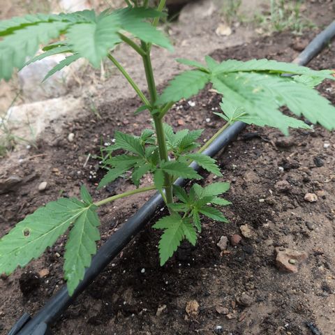 Northern Light #2 growlog timeline photo