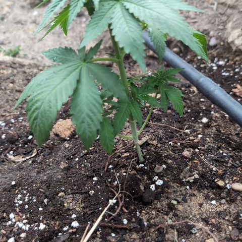 O.G. Kush #2 growlog timeline photo