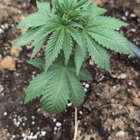 O.G. Kush #2 growlog timeline photo