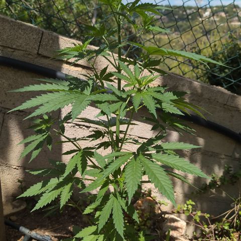 Medical Mass #2 growlog timeline photo