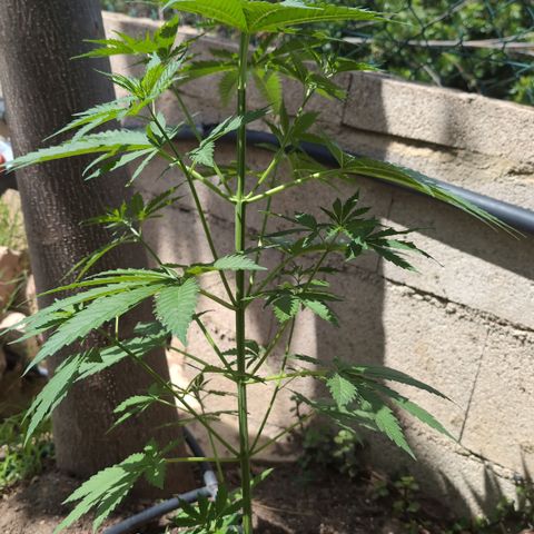 Medical Mass #2 growlog timeline photo