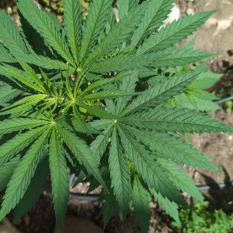Medical Mass #2 growlog timeline photo