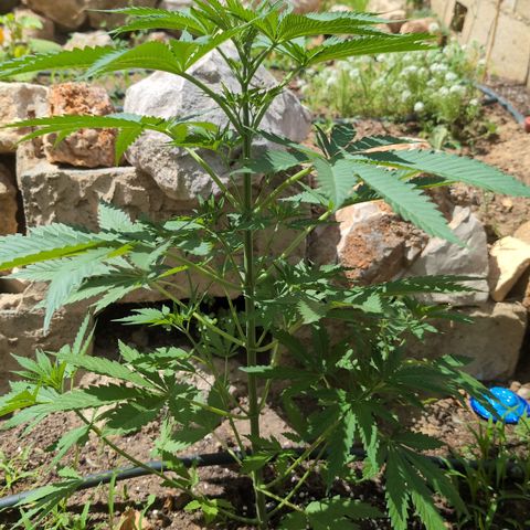O.G. Kush #1 growlog timeline photo