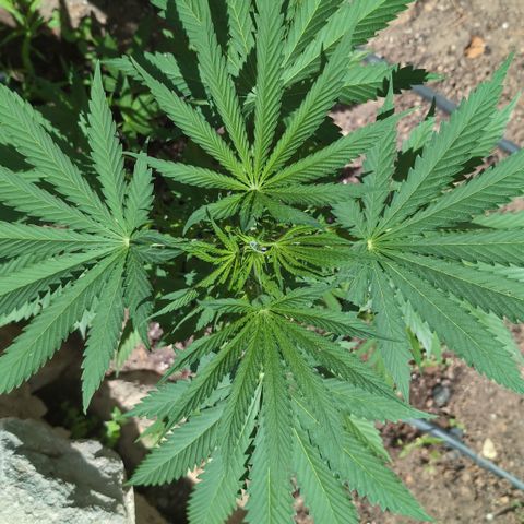 O.G. Kush #1 growlog timeline photo