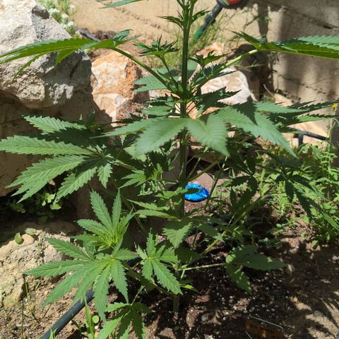O.G. Kush #1 growlog timeline photo