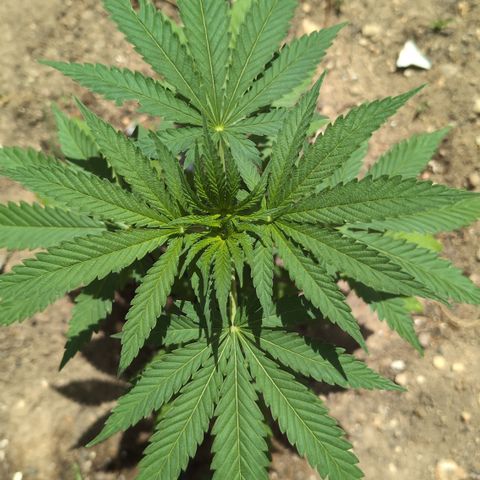 Northern Light #2 growlog timeline photo