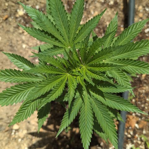 O.G. Kush #2 growlog timeline photo