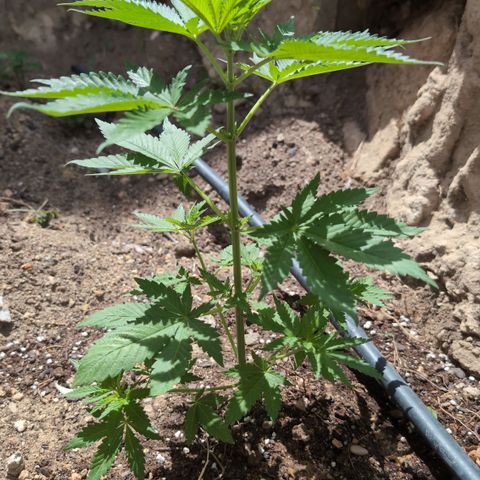 O.G. Kush #2 growlog timeline photo