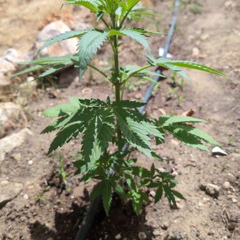 Northern Light #2 growlog timeline photo