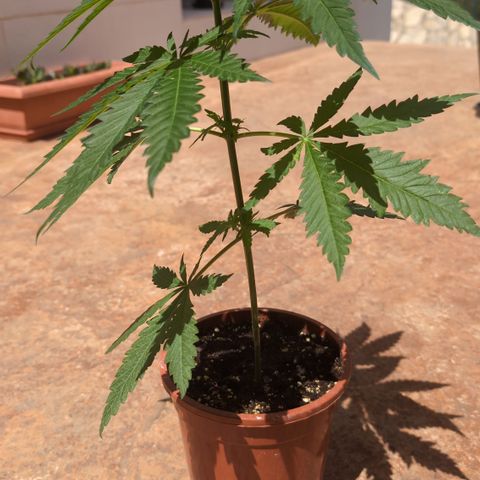 Special Queen growlog timeline photo
