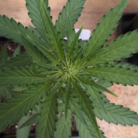 Orion #2 growlog timeline photo