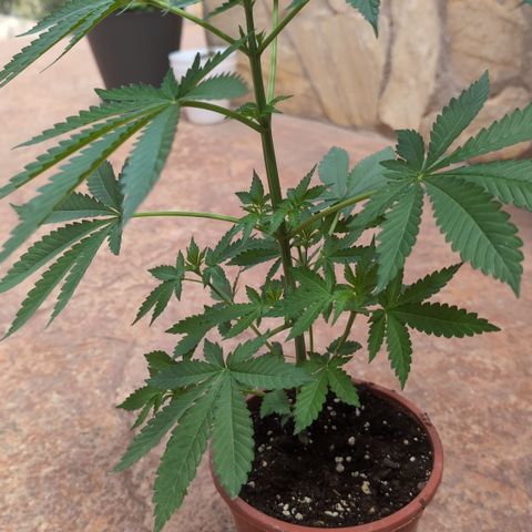 Northern Light #1 growlog timeline photo