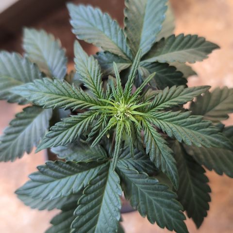 Stress Killer Automatic #2 growlog timeline photo