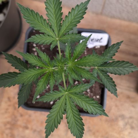 Diesel Automatic growlog timeline photo