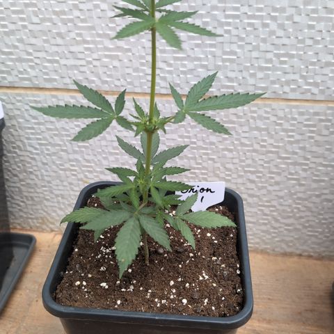 Orion #1 growlog timeline photo