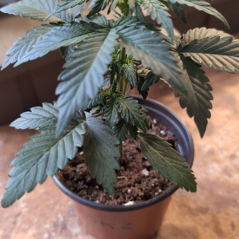 Stress Killer Automatic #2 growlog timeline photo