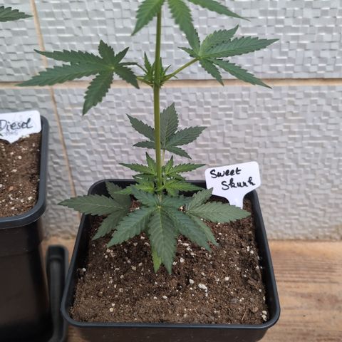 Sweet Skunk Automatic growlog timeline photo