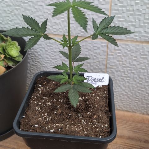 Diesel Automatic growlog timeline photo
