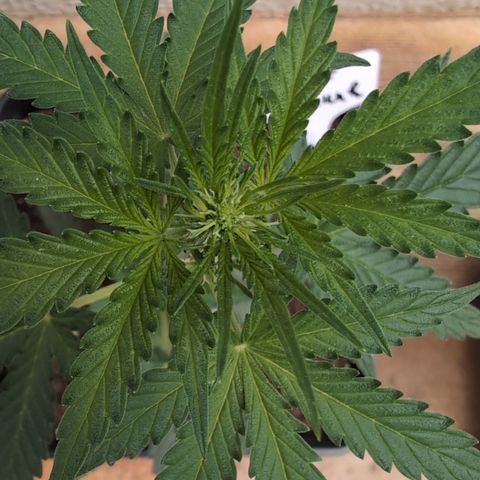 Sweet Skunk Automatic growlog timeline photo