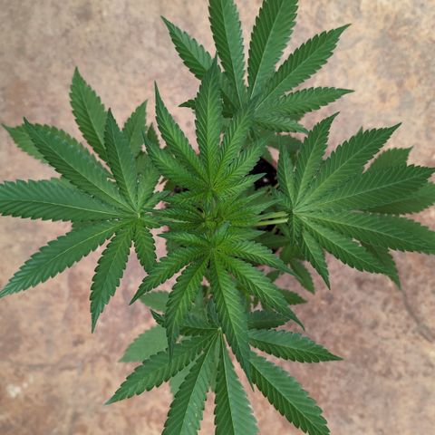 Northern Light #1 growlog timeline photo
