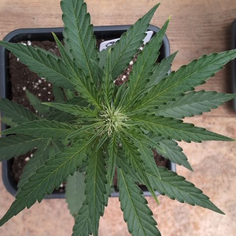 Orion #1 growlog timeline photo