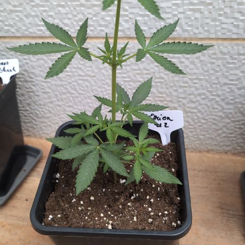 Orion #2 growlog timeline photo